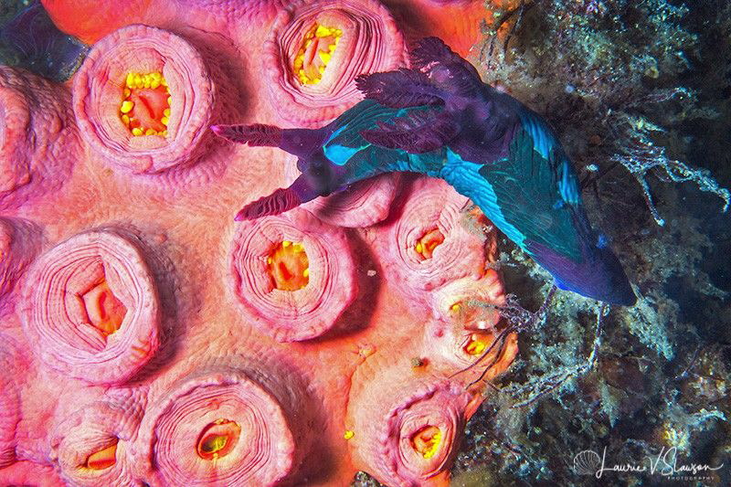 Nembrotha chamberlaini/Photographed with a Canon 60 mm ma... by Laurie Slawson 