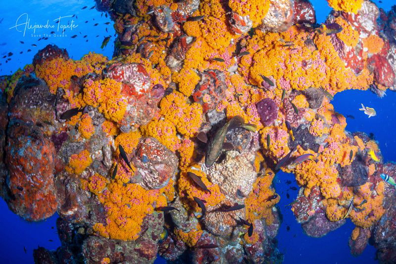 Fish and Coral tubastrea, Isla Lobos Mexico by Alejandro Topete 