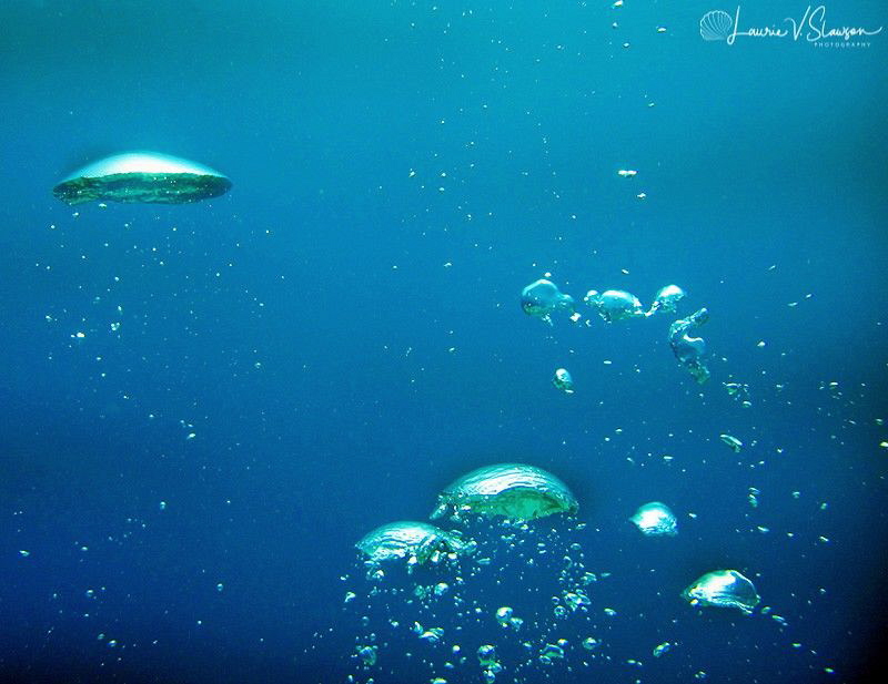 Bubbles in Bora Bora by Laurie Slawson 