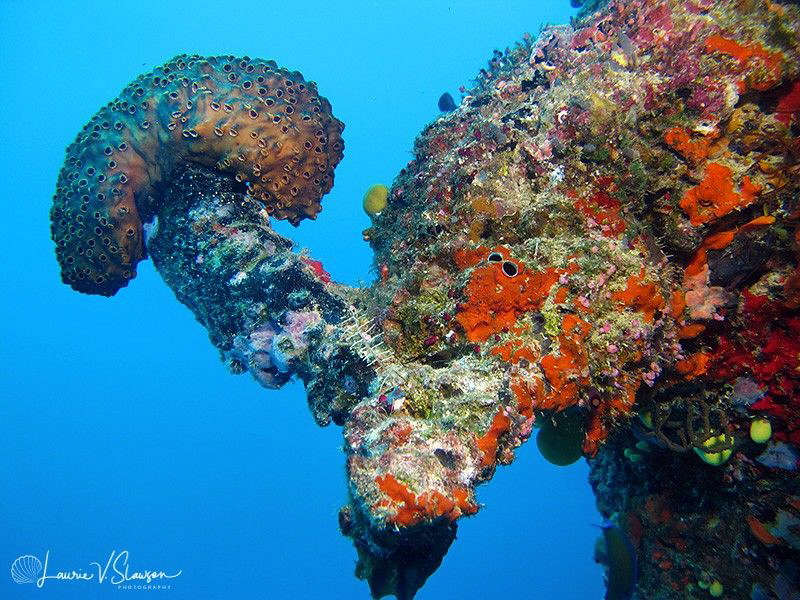 Reefscape in Fiji/Photographed with a Canon G11 at Wanana... by Laurie Slawson 