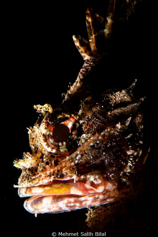 Scorpionfish. by Mehmet Salih Bilal 