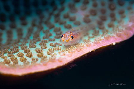 Tiny goby on hard coral by Julian Hsu 