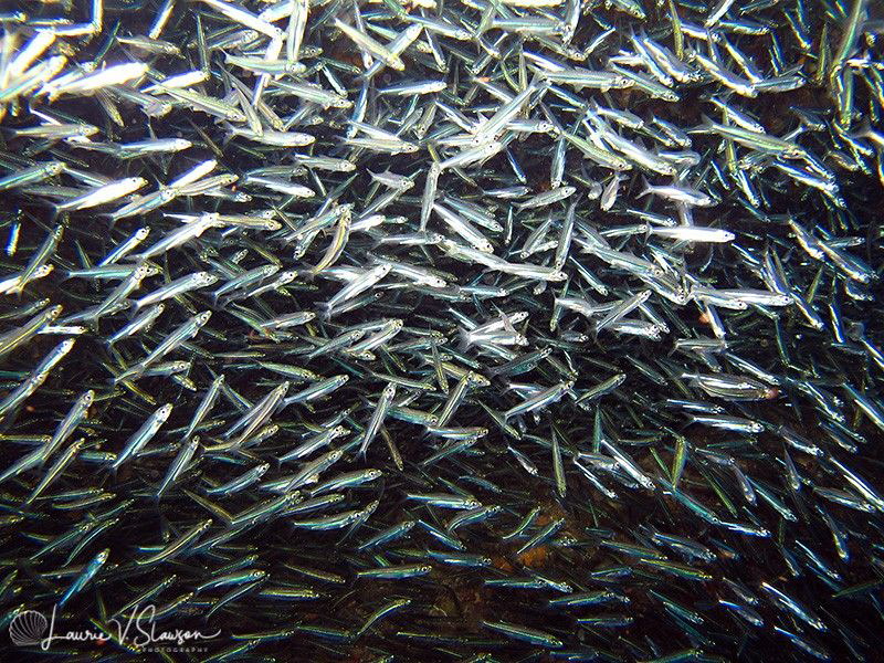 Running of the Silversides/Photographed with a Canon G11 ... by Laurie Slawson 