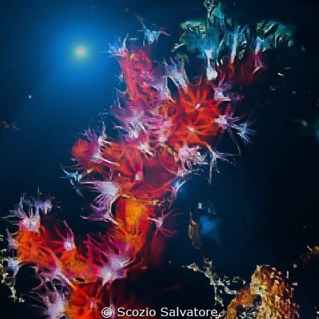 Deep coral by Scozio Salvatore 