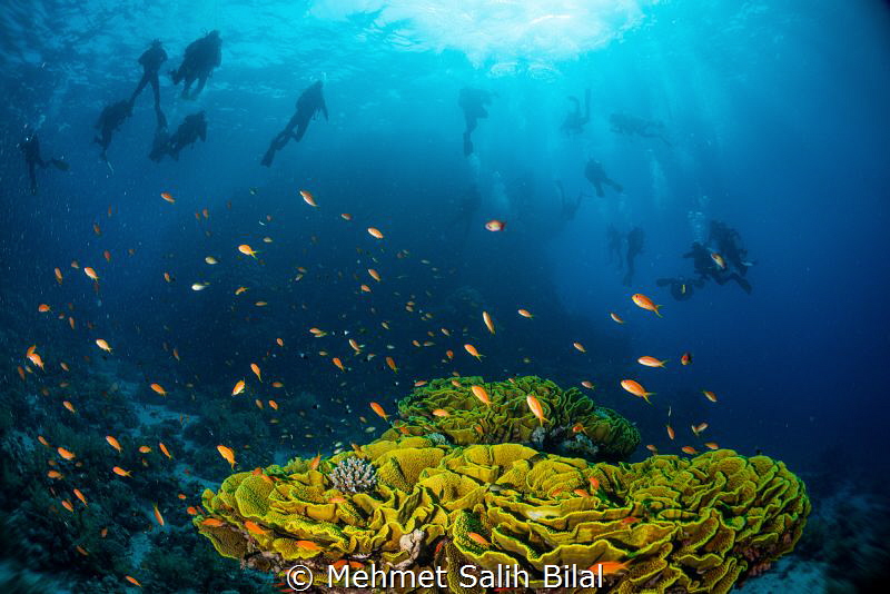 Safety stop at the end of a fantastic dive in Ras Mohamme... by Mehmet Salih Bilal 