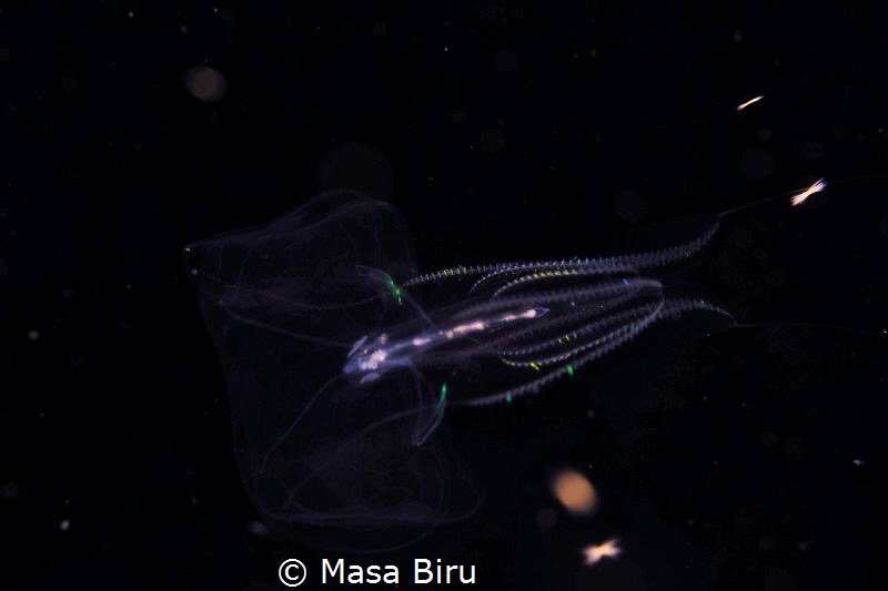 jelly fish by Masa Biru 