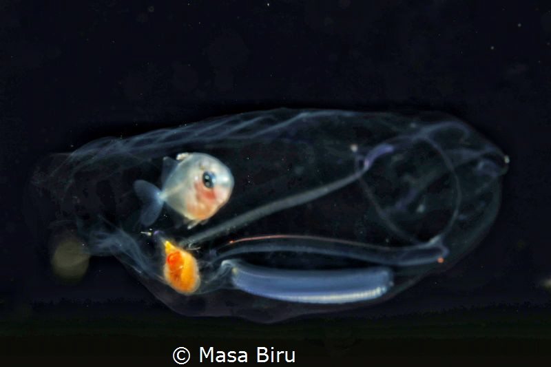 jelly fish by Masa Biru 