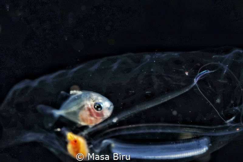 fish in a jelly fish by Masa Biru 