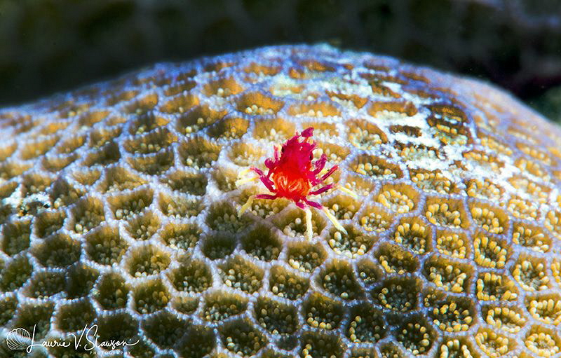 Tiny crab on coral/Photographed with a Canon 60 mm macro ... by Laurie Slawson 