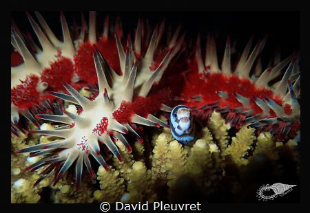 In the arms of a big acanthaster by David Pleuvret 