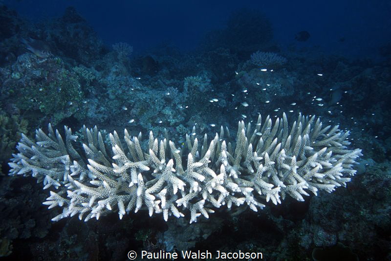 Perfect staghorn coral formation, Michaelmas Cay, Great B... by Pauline Walsh Jacobson 