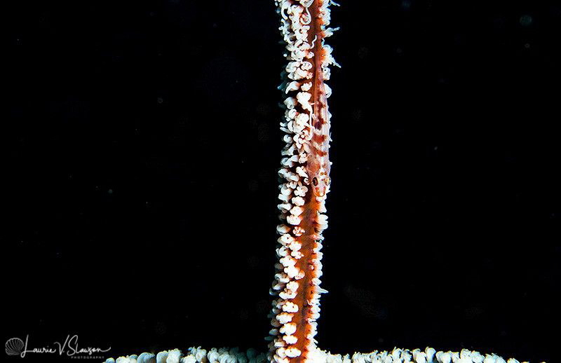 Goby on Whip Coral/Photographed with a Canon 60 mm macro ... by Laurie Slawson 