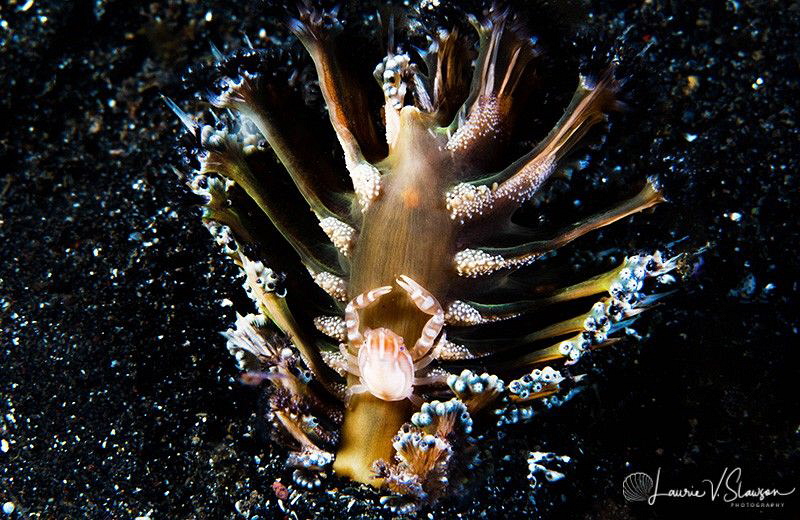 Haig's Porcelain Crab/Photographed with a Canon 60 mm mac... by Laurie Slawson 