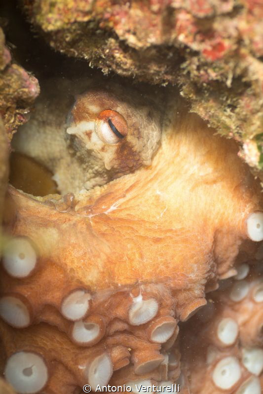 octopus photographed with 60 mm lens by Antonio Venturelli 