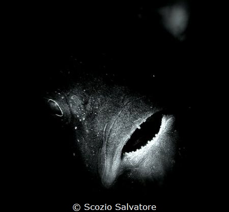 Black fish by Scozio Salvatore 