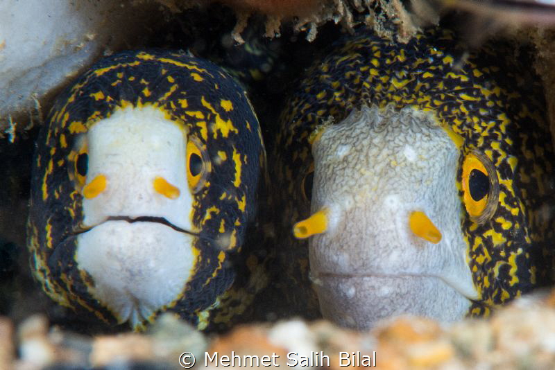 A cute couple. Snowflake moray eels. by Mehmet Salih Bilal 