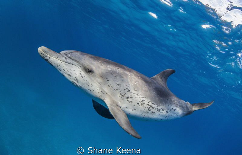 A curious and playful Atlantic spotted dolphin (Stenella ... by Shane Keena 