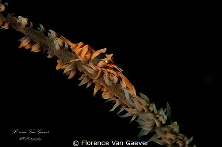 Dragon shrimp by Florence Van Gaever 
