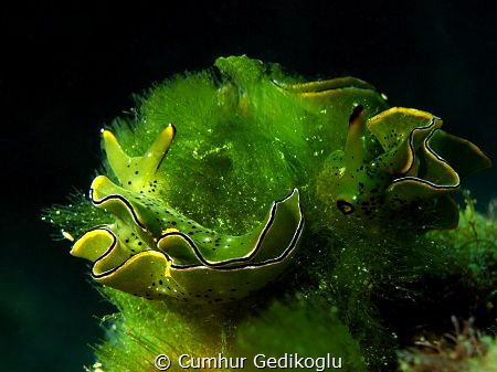 Elysia ornata
GREEN by Cumhur Gedikoglu 