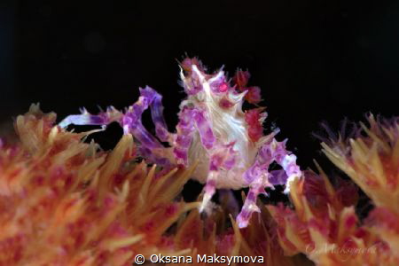 Candy Crab (Hoplophrys oatesi)
Anilao, Philippines by Oksana Maksymova 
