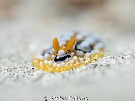 The line

Nudibranc - Phyllidia ocellata

Bali, Indon... by Stefan Follows 