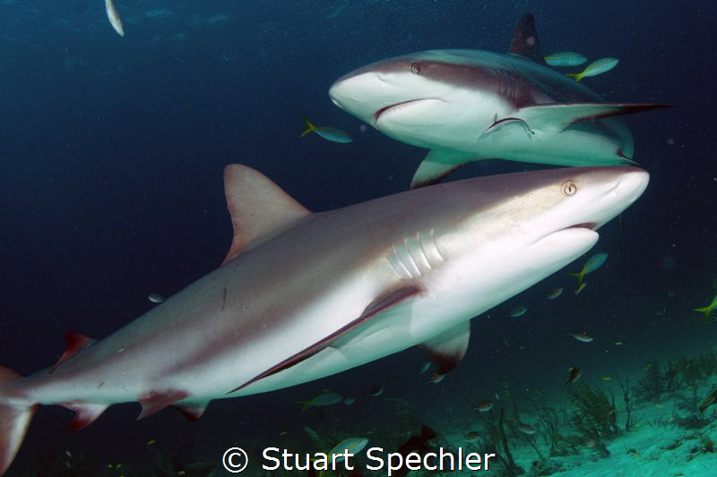 Two beautiful predators on the prowl in the Bahamas.  We ... by Stuart Spechler 