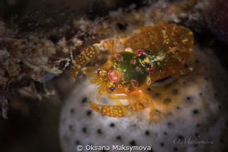 Shrimp Odontonia katoi
Romblon, Philippines by Oksana Maksymova 