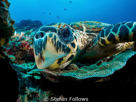 Nosey Parker

Hawksbill Turtle - Eretmochelys imbricata... by Stefan Follows 