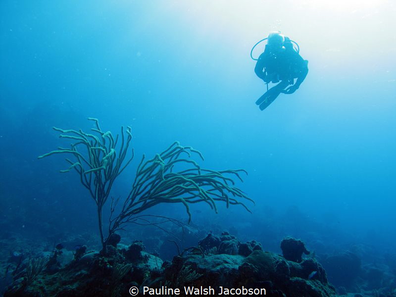 Diver at French Cap, U.S. Virgin Islands by Pauline Walsh Jacobson 
