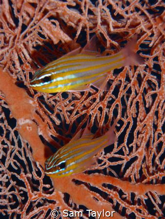 Cardinalfish. Pocket Olympus camera. by Sam Taylor 