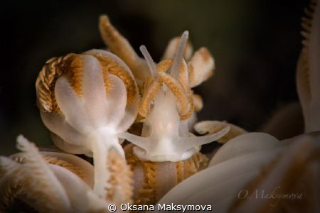Nudibranch Phyllodesmium jakobsenae
Romblon, Philippines by Oksana Maksymova 