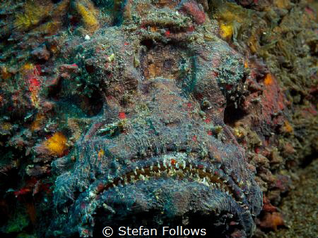 Bring it ... !

Reef Stonefish  - Synanceia verrucosa
... by Stefan Follows 