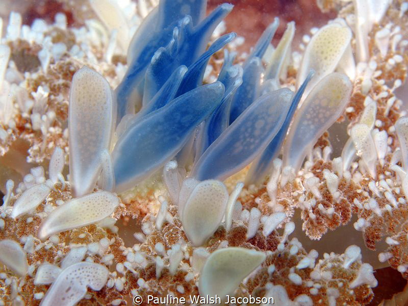 Upsidedown Jellyfish, Cassiopea  andromeda, Blue Heron Br... by Pauline Walsh Jacobson 