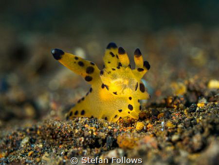 Nudibranch - Thecacera pacifica  Bali, Indonisia by Stefan Follows 