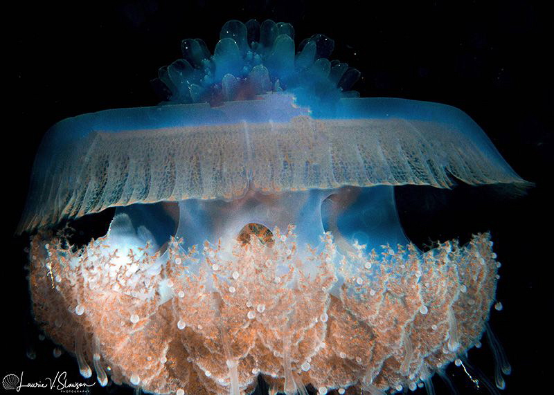 Upside Down Jellyfish/Photographed with a Canon 60 mm mac... by Laurie Slawson 