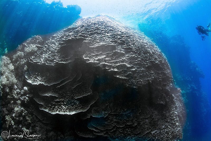 Massive coral formation in the Red Sea/Photographed with ... by Laurie Slawson 