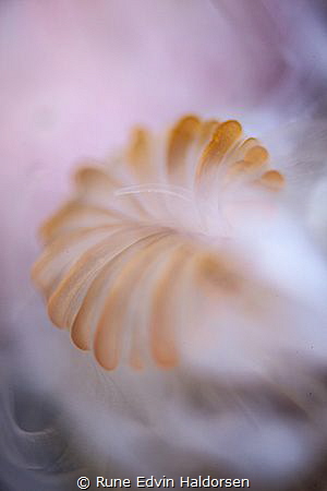 The mouth of an anemone by Rune Edvin Haldorsen 