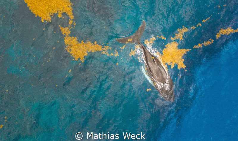 Humpback Whale at the coast of Samaná / Dominican Republic by Mathias Weck 