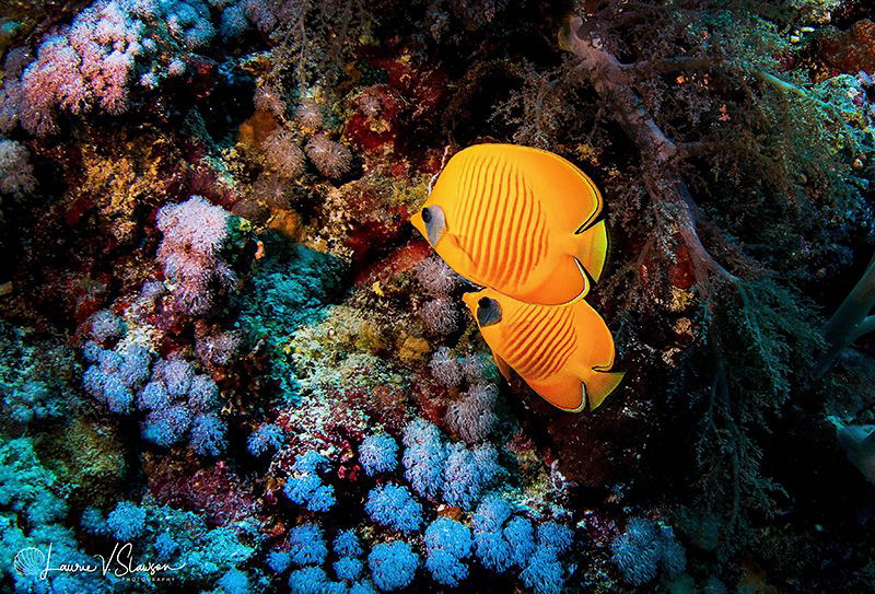 Butterfly Fish/Photographed with a Tokina 10-17 mm fishey... by Laurie Slawson 