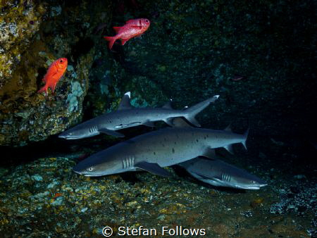 Three Musketeers

Whitetip Reef Shark - Triaenodon obes... by Stefan Follows 