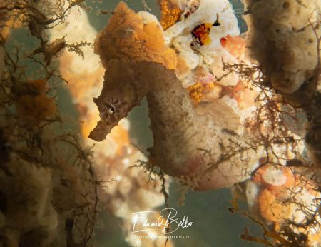 Short nose seahorse, rare in the dutch waters. by Eduard Bello 