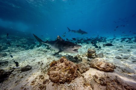 tiger shark by Nikon z7 by Qunyi Zhang 