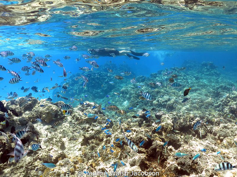 Coral Reef, Snorkeler, Fish, Bora Bora by Pauline Walsh Jacobson 