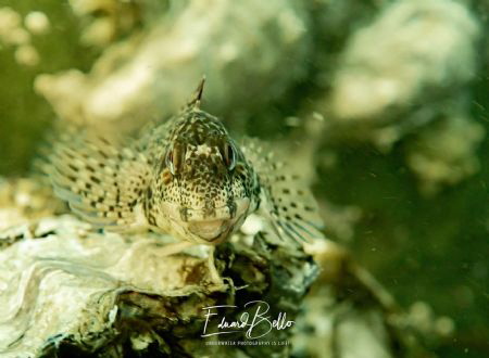 Friendly mucousfish by Eduard Bello 