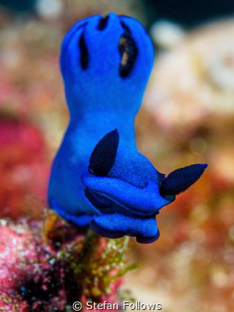 Big Blue

Nudibranch - Tambja morosa

Bali, Indonisia by Stefan Follows 