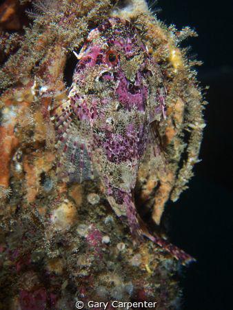 Long-spined sea scorpion (Taurulus bubalis) - Picture tak... by Gary Carpenter 