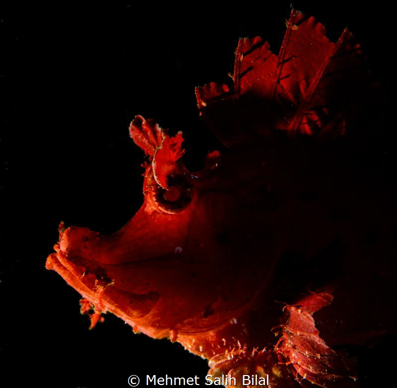 Red rhionopias eschmeyeri. by Mehmet Salih Bilal 