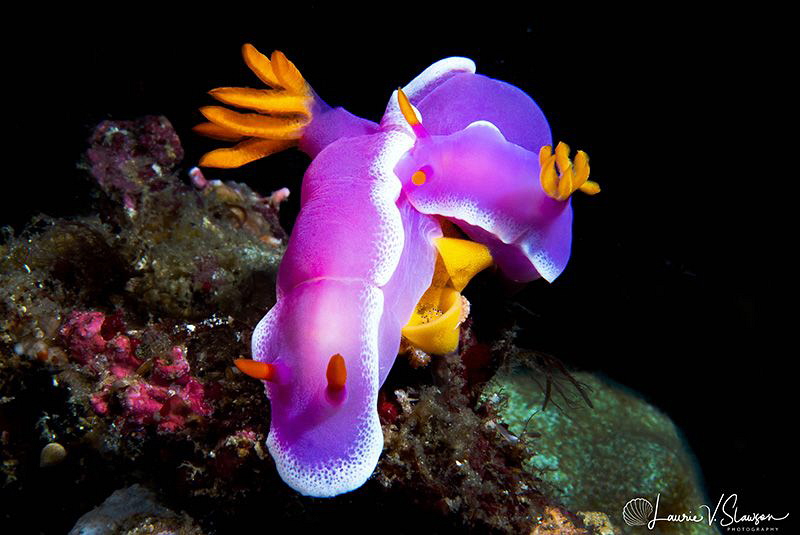 Hypselodoris Apolegma Mating and Laying Eggs That Are Bei... by Laurie Slawson 