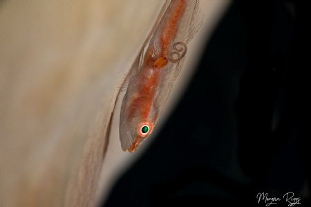 Good to see this goby choosing the light side by Morgan Riggs 
