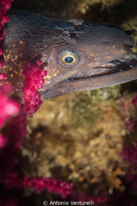close up of moray eel head by Antonio Venturelli 